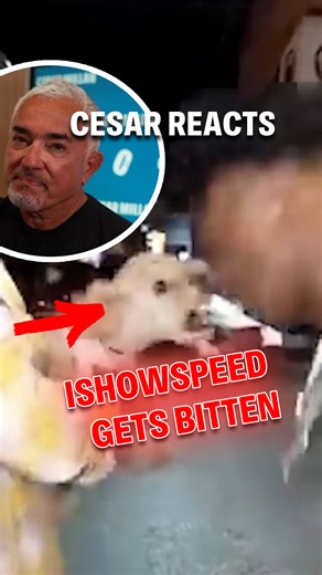 Why did IShowSpeed get bitten by a dog during his livestream? 🐕💡 In this Cesar Reacts, I analyze the viral video, explain how everything led to his bite, and share tips for safer interactions with dogs. Watch the full reaction on YouTube! ¿Por qué IShowSpeed fue mordido por un perro durante su transmisión en vivo? 🐕💡 En este Cesar Reacts analizo el video viral,explico cómo todo llevó a la mordida y comparto consejos para tener interacciones más seguras con los perros. 👉 Mira la reacción com