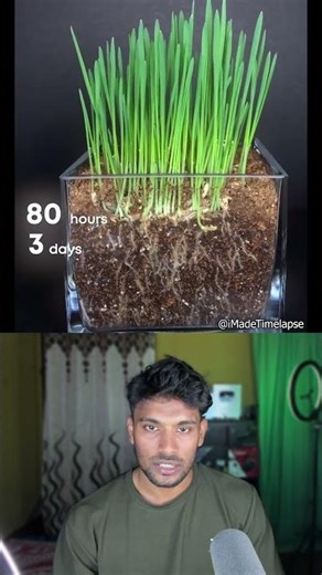 Grass Grows This Fast Time-Lapse Will Surprise You