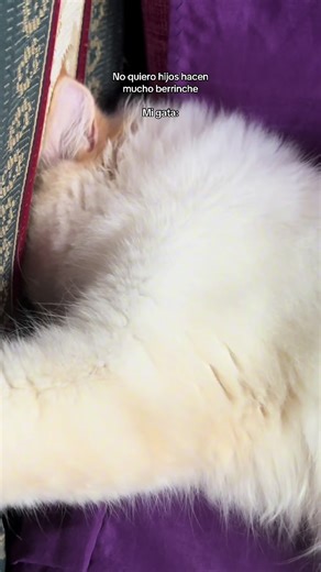 Gracioso Gato y su Bocado Inesperado