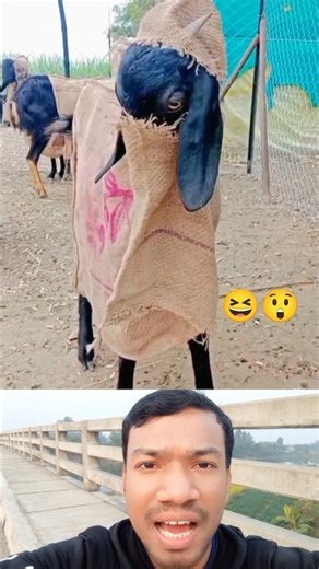 Protect Goats from Winter with Jute Sack | Smart Farming Hack