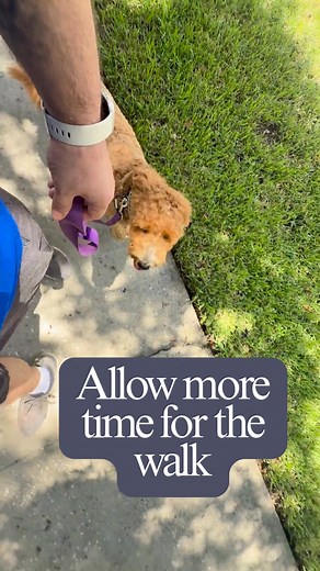 🐾 5 Ways to Help Your Dog on the Walk Walking your dog isn’t just about exercise, it’s one of the most important ways to lead, connect, and communicate. The walk sets the tone for your relationship, and small changes in how you approach it can completely shift your dog’s behavior. Here’s how to make every walk a more productive, balanced experience for you both. 1️⃣ Walk in Front of Your Dog When you lead the walk, you set the pace, direction, and tone. This communicates to your dog that you’re