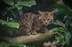 Zoo’s wildcat kitten captured on camera for first time