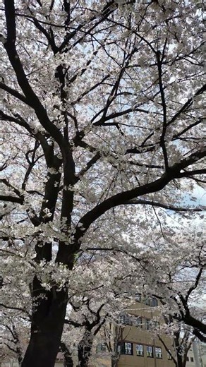 #桜 市役所さくら通り