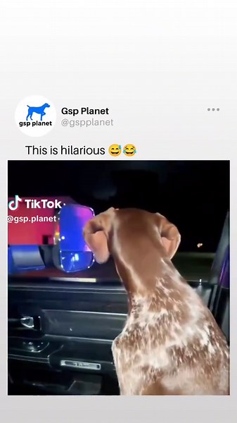 Mythical GSP reel 😂 🎥: @ sonnymcclainjensen on Instagram #fyp #gsp #dog #dogs #funny #fypツ #pov #foryou #pet