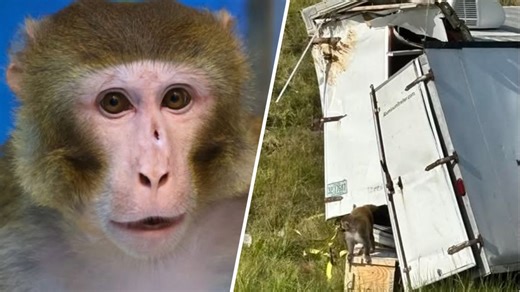 Escaped lab monkey finds new home at New Jersey animal refuge