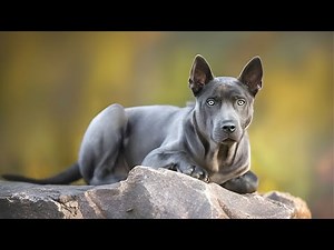 Thai Ridgeback 🐶 One Of The Rarest Dog Breeds In The World