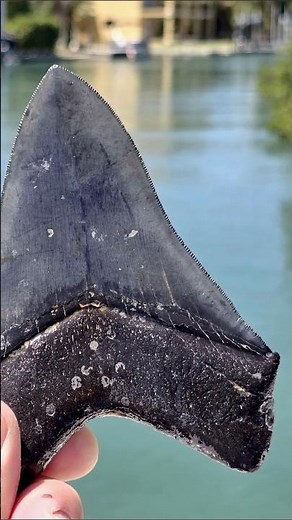 Incredible discovery aboard Top2Bottom Dive Charters in Venice, Florida! Big Megalodon tooth #scuba