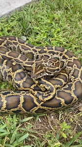 243K views · 23 comments | Just a little snippet of the end of the year post . #tarpon #shark #bird #animals #nature #snook #octapus #snake #python | Lazaro Guerra | Facebook