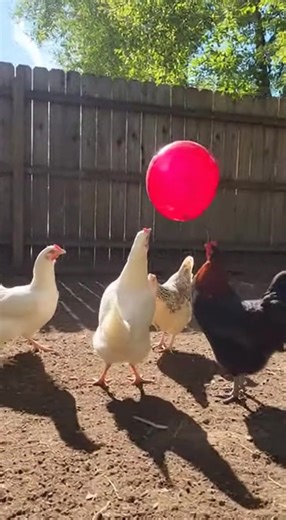 The video shows several chickens playing with an inflatable ball. They peck at it and push it around the yard as it rolls back and forth. The playful interaction creates a funny and lively farmyard scene. A charming moment of animals at play captured on camera. This text and video are entirely fictional and created using artificial intelligence.