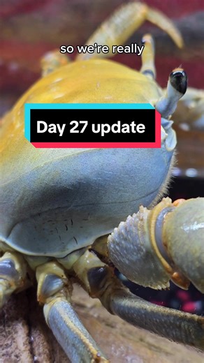 Day 27 update. We're getting very close. #howiethecrab #moltwatch2023 #update