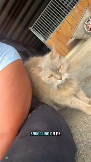 Bluegrass for the barn cats🎶🐈‍⬛ | Katie Van Slyke