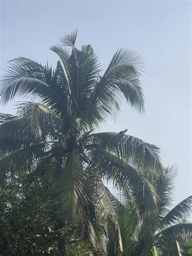 Mèo Leo Cây: Video Chú Mèo Dễ Thương