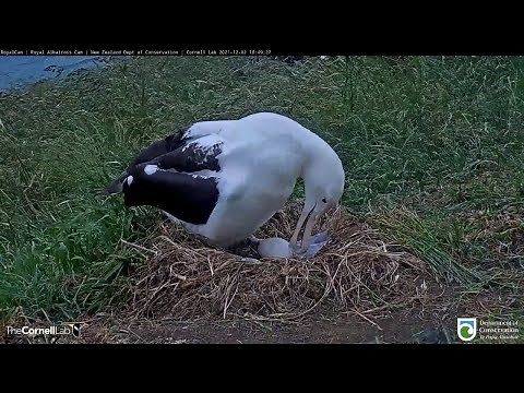Royal Albatross Cam Moves To Quarry Track As Nest Location For 2021-22 Season | DOC | Cornell Lab