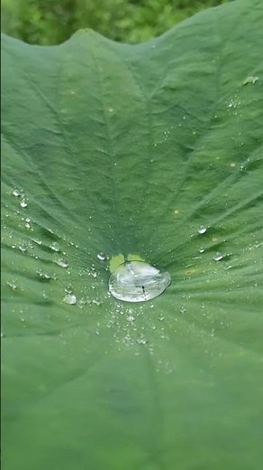 Lotus Effect - the superhydrophobic leaf