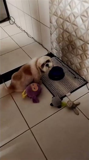 #fred #frederico #shitzu #shorts #viral