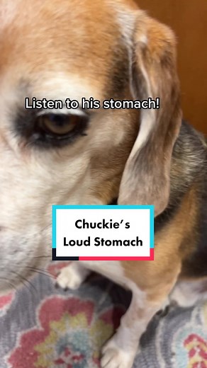 Chuckie's Loud Stomach: Why is My Dog's Stomach Making Bubbly Noises?