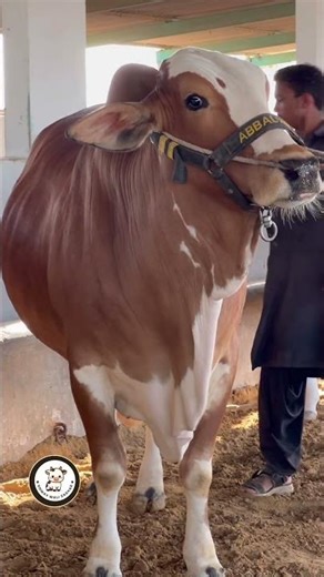 beauty of abble cattle farm || maweshi mandi #cow #cattlefarm #cattle