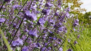 Nepeta cataria in garden. Blue flowers of Nepeta in garden