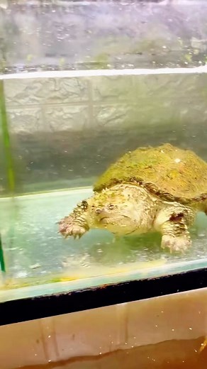 snapping turtle eats pufferfish#feeding #evilfish #fishtank #fishkeeper #fyp #pufferfish #snappingturtle