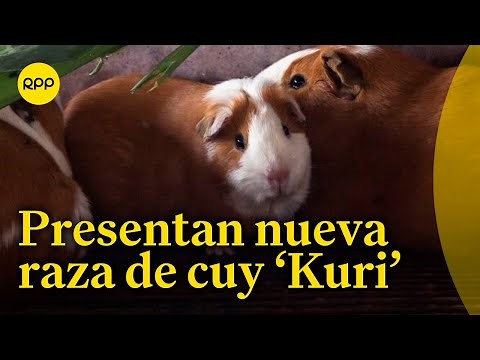 Nueva raza de cuy ‘Kuri’ promete mejorar su producción