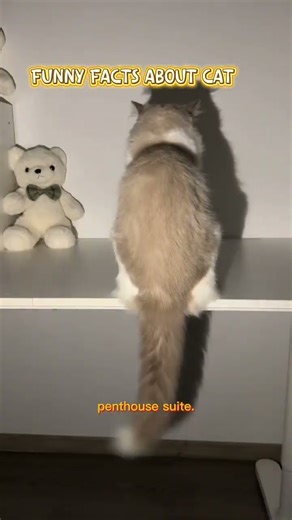 Funny facts about 😺😻 #cat #catvideos #shorts