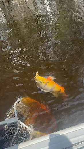 Some peacock bass don’t come easy, and that’s what makes them unforgettable. This one fought hard all the way to the boat, and every second was worth it. 💪 #acuteangling #peacockbass | Acute Angling - Amazon Peacock Bass Fishing