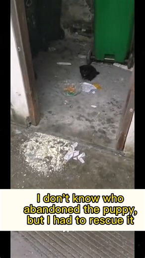 21 reactions | straydog rescuedog helpanimals (80) | Love Furry Friends - Rescue Channel | Facebook