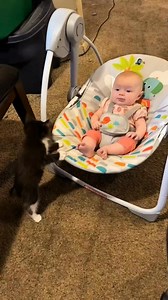 4K views · 68 reactions | Funny cute cats #fypシ #catsoftiktok #funnyanimals #cuteanimals #animals | Pets & Cats | Facebook