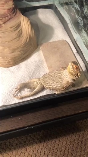 #BeardedDragons don’t have a #diaphragm so they have trouble breathing on their back. | Bearded Dragon
