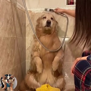 22K views · 1.3K reactions | A docile dog  #Dogs #CuteDogs #LoveDog #SmartDogs Join my group :  We Love Cats ☑️ . Thank you so much ❤ | Cats US | Facebook