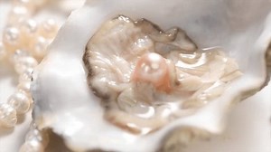 Pearl Natural Pearls Inside Oyster Shell Stock Footage Video (100% Royalty-free) 3576983813 | Shutterstock