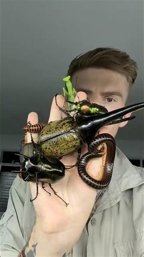 Insects Under Microscope