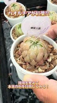[My Haworthia looks reddish?!] Something seems off, so I'm going to try changing its environment ...