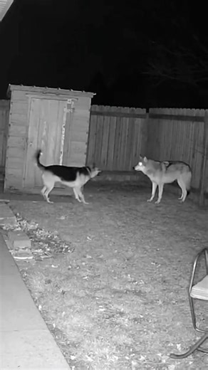 I Didn’t Notice Thi Until Rewatched 😳 (CCTV Footage Something Strange Happened Between These Dogs 😱