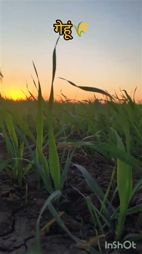 नाम जप करो भाइयों 🙏#trending #farmer #villagelife #premanandjimaharaj #viralvideo #viralshorts