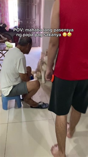 Husky Cuteness Overload: Adorable Puppy Moments