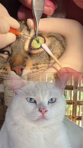 Kitten Eye Infection Treatment 😿🩺 | Gentle Rescue & Cleaning #animalrescue