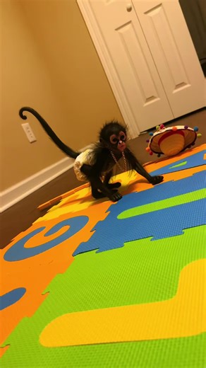 #creatorsearchinsights #trendingvideo #100k #monkeys #pets