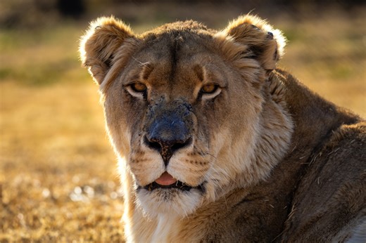 Recently, lioness Limpy was transported to the on-site clinic at LIONSROCK Big Cat Sanctuary for a health check-up. Our resident veterinarian, Christine Steyrer and her team, conducted routine tests which included blood and urine samples that were sent for analysis. We are pleased to share that her kidney values, which were borderline before, are currently stable. During her check-up, we also x-rayed her spinal column and shoulder. Like many other lions at LIONSROCK, Limpy has spondylosis, parti