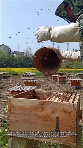"How Beekeepers Catch a Swarm of Bees 🐝"