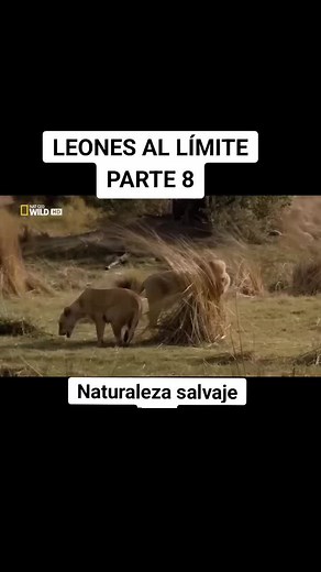 El ritual de apareamiento de los leones en su sociedad