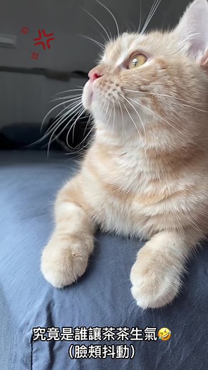 究竟是誰讓茶茶氣到臉頰抽蓄🤣 難得看她如此生氣的臉 就這樣持續了20分鐘 十分氣憤😂😂😂 ：乃乃乃 哩乃^_^ #英短茶茶 #LIVE #TikTokLIVE #英短 #貓貓 #貓咪 #cat #loveyou #happy #catsoftiktok #tiktok #catlover #catlove #抖音爸爸給我流量 #neko #抖音爸爸別限我流