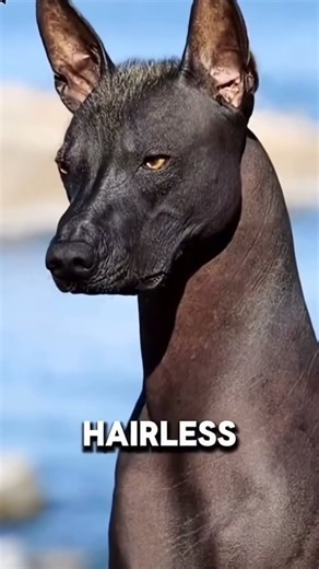 AnimalVerse King on Instagram: "🐶 Unusual Dog Breeds You’ve Probably Never Seen #animalfacts #wildlife #facts 🔔 Follow for more amazing animal facts and wildlife wonders. #UnusualDogs #DogFacts #AnimalKingdom #RareDogBreeds #WildlifeWonder #PetLovers #DogLovers #AnimalShorts #AmazingAnimals #NatureFacts #DogsOfTheWorld"