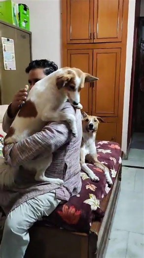 dad who did not want dogs