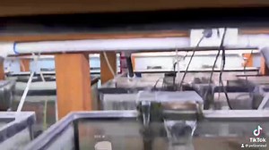 The Candy Cane Tetra: A festive burst of color in your aquarium, these tetras dazzle with their vibrant red and silver stripes, resembling the sweetness of a candy cane. Small in size but big in charm, they bring joy and lively energy to aquatic landscapes. | Pet Zone Tropical Fish, San Diego, California