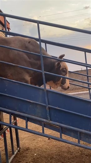 PHMP JP JP Bull Arrivals | RODEO Channel