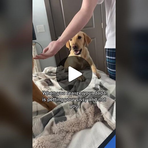 #labsoftiktok #lablovers #labowners #dogownerlife #ilovedogs #dogmoms #yellowlabs #fieldlabs #cutelabs