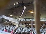 Workers at duck farm are spotted 'snapping animals' necks'