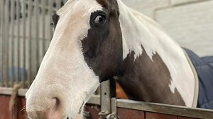 STEPNEY BANK STABLES LTD