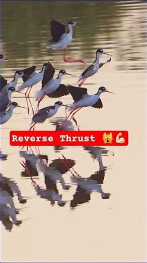 Elegant Flock of Birds Landing Smoothly on Surface #bird #flock #wow